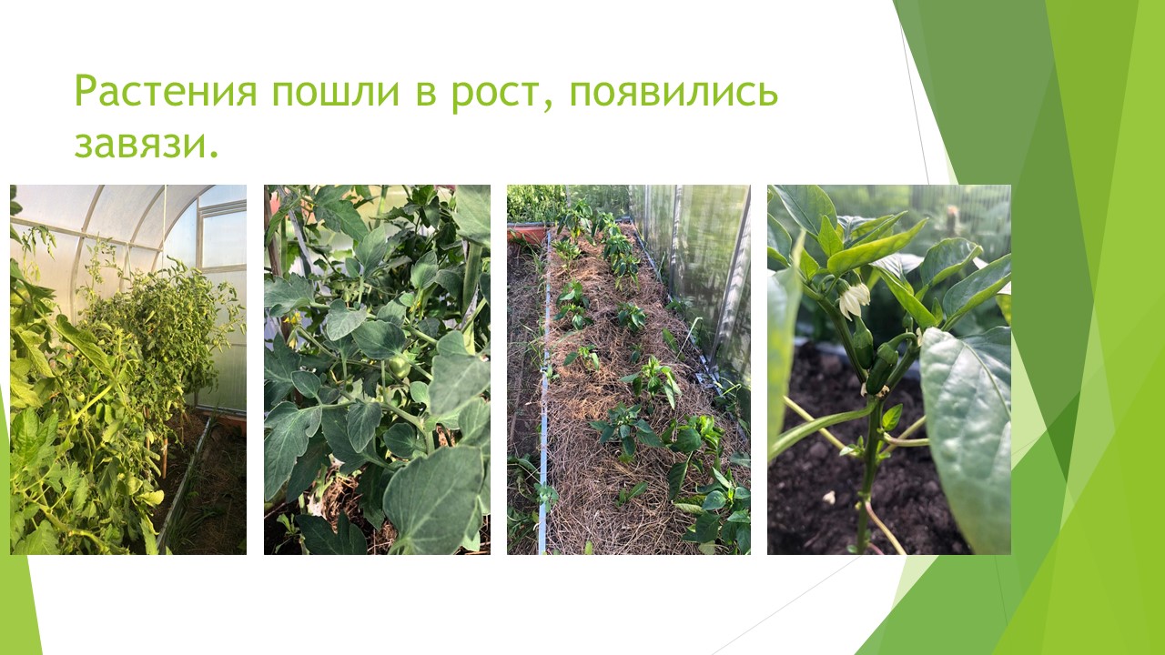 Что посеешь, то и пожнёшь