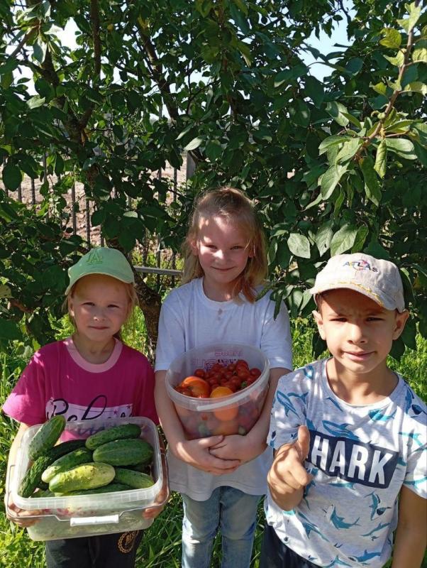 Наступила осень, и ребята с удовольствием ловят теплые деньки и собирают овощи с нашего огорода